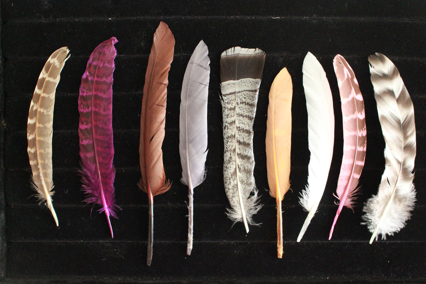 Feathers - Standard