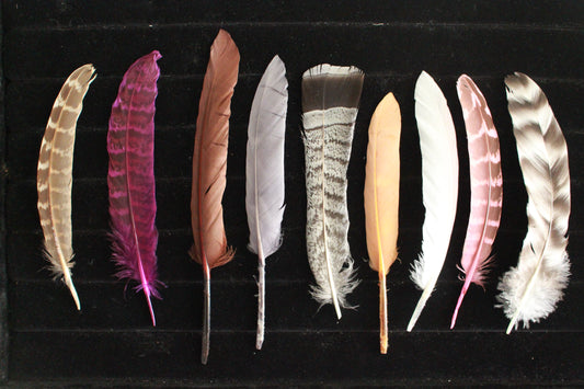 Feathers - Standard